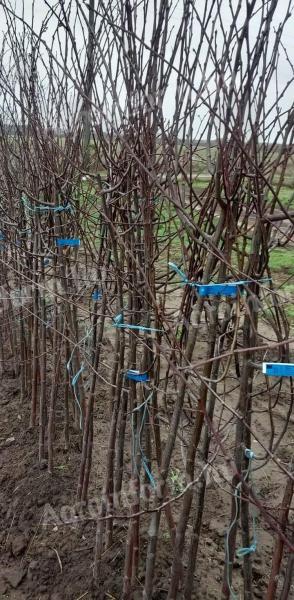 Gyümölcsfa oltvány termelőtől