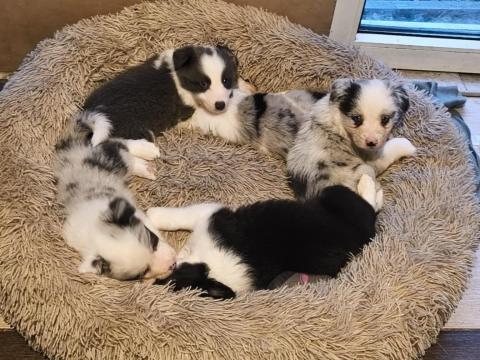 Border collie kiskutyák elvihetőek Border collie kiskutyák elvihetőek