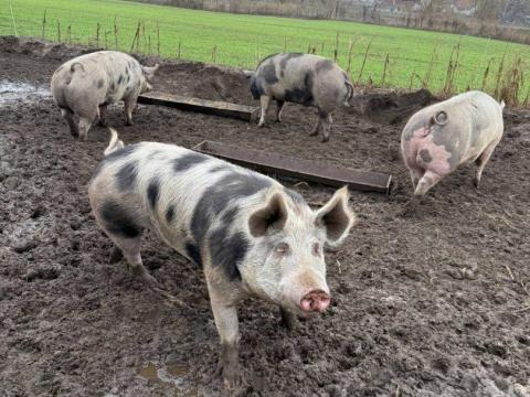 5 db sertés eladó Bács-Kiskun megyében, Kiskunhalason