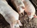 5 db sertés eladó Bács-Kiskun megyében, Kiskunhalason
