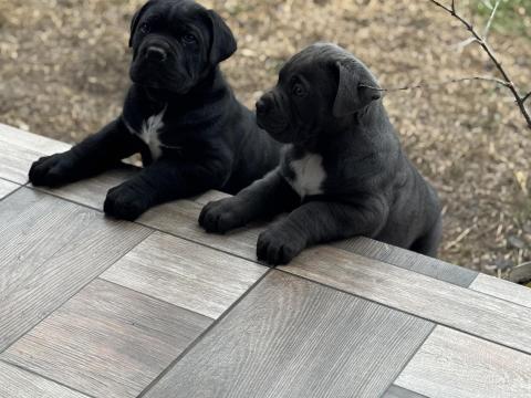 Cane Corso jellegű kiskutyák Cane Corso jellegű kiskutyák