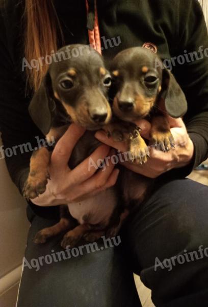 Törpe tacskó kiskutyák elvihetők