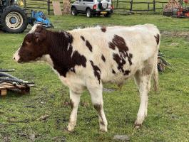 Egyéb húshasznú bika borjú