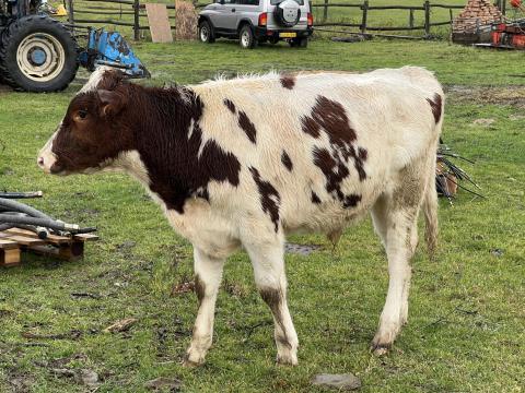 Egyéb húshasznú bika borjú Egyéb húshasznú bika borjú