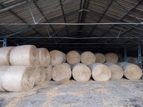 Búza szalma bála eladó, 160-as méret, fedett helyen tárolt Búza szalma bála eladó, 160-as méret, fedett helyen tárolt