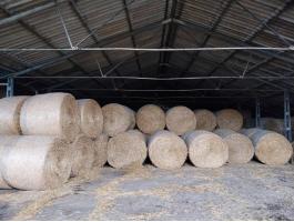Búza szalma bála eladó, 160-as méret, fedett helyen tárolt