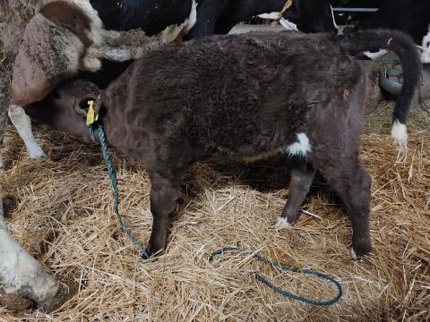 Szopós borjúk eladók Szopós borjúk eladók