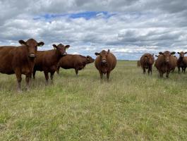 Eladó vemhes Angus tehenek