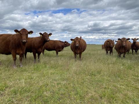 Eladó vemhes Angus tehenek Eladó vemhes Angus tehenek