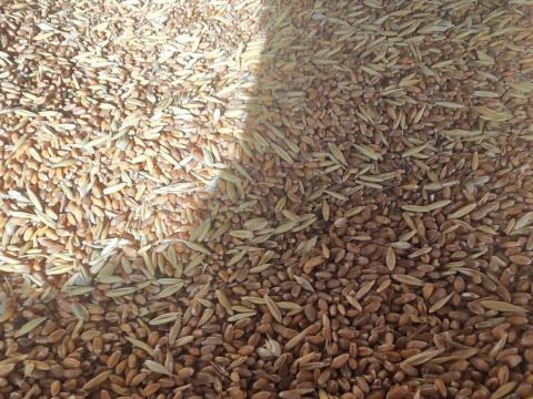 Zabos búza eladó Zabos búza eladó