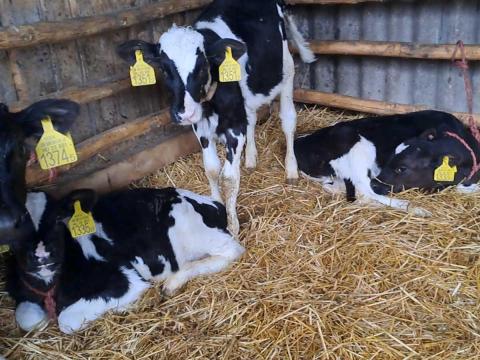 25 db Holstein bika 25 db Holstein bika