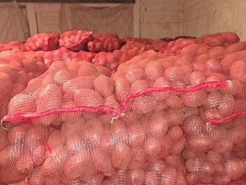 Bellarosa burgonya eladó termelőtől