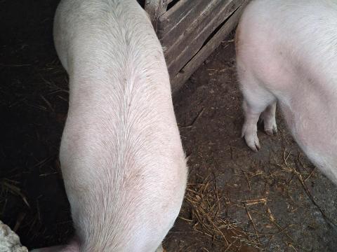 Hízó eladó Hízó eladó