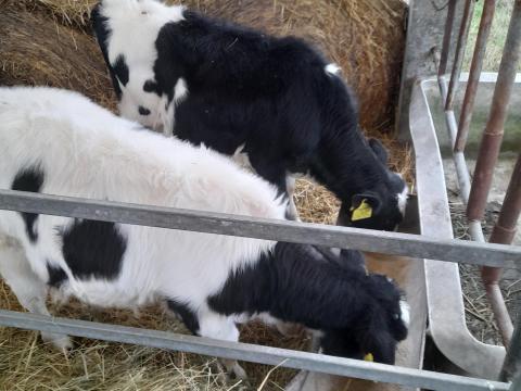 Eladó holstein-fríz és kék belga-holstein keverék üsző borjak Eladó holstein-fríz és kék belga-holstein keverék üsző borjak