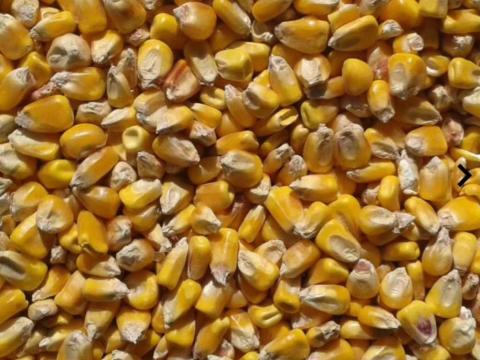 Eladó kukorica, 160 tonna toxinmentes Eladó kukorica, 160 tonna toxinmentes