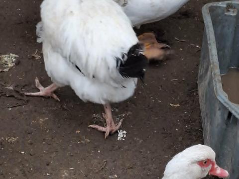 Japán kacsa Japán kacsa