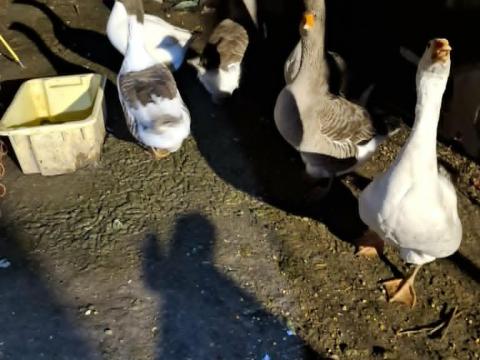 Liba csapat eladó, szelíd gúnár és tojó, kiváló tojáshozam Liba csapat eladó, szelíd gúnár és tojó, kiváló tojáshozam