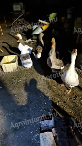 Liba csapat eladó, szelíd gúnár és tojó, kiváló tojáshozam