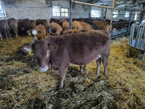 Limousin bikák és üszők eladók egyben