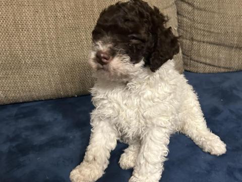 Lagotto kölyökkutyák eladók Lagotto kölyökkutyák eladók