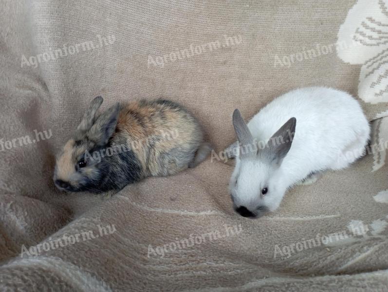 Törpenyúl eladó
