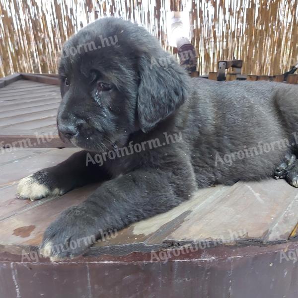 Közép-ázsiai juhászkutya kölykök gazdát keresnek