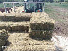 Kiskocka lucerna bála eladó