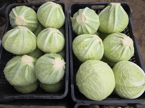 Fejeskáposzta eladó, termelőtől. Fejeskáposzta eladó, termelőtől.