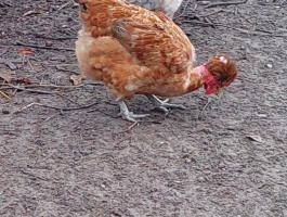 Szabadtartású tyúkok eladók