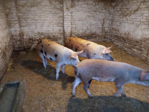 Hízó eladó Hízó eladó