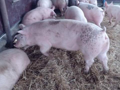 Eladó hízó sertések 140-180 kg Eladó hízó sertések 140-180 kg