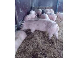 Eladó hízó sertések 140-180 kg