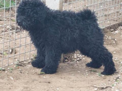 Puli kölykök eladók a Királytelki Aranykoszorús Mestertenyészetből Puli kölykök eladók a Királytelki Aranykoszorús Mestertenyészetből