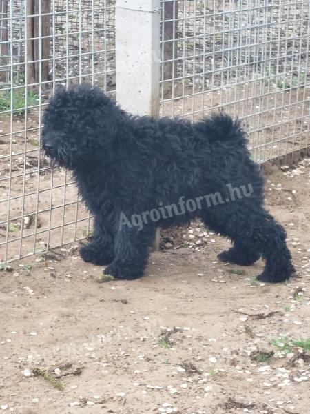 Puli kölykök eladók a Királytelki Aranykoszorús Mestertenyészetből