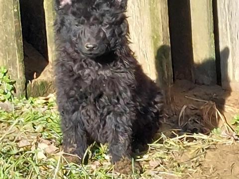 Mudi kölykök Mudi kölykök