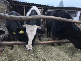 Eladó 3 db üsző: 2 Holstein, 1 Limousin!