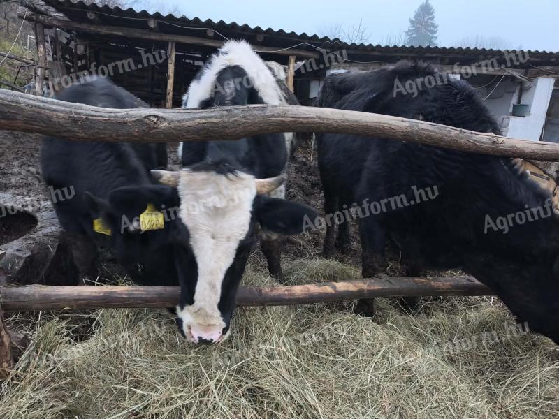 Eladó 3 db üsző: 2 Holstein, 1 Limousin!