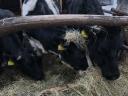 Eladó 3 db üsző: 2 Holstein, 1 Limousin!