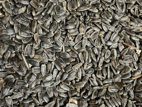 Napraforgó Napraforgó