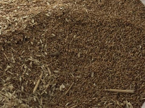 Búza ocsú eladó Búza ocsú eladó