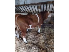 Eladó magyartarka üszők