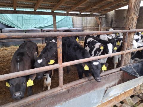 Növendék borjú eladó Növendék borjú eladó