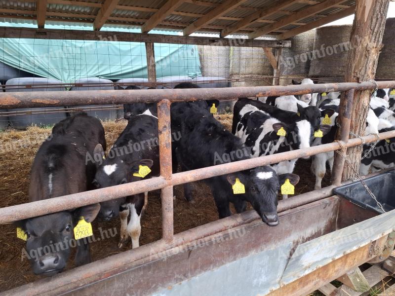 Növendék borjú eladó