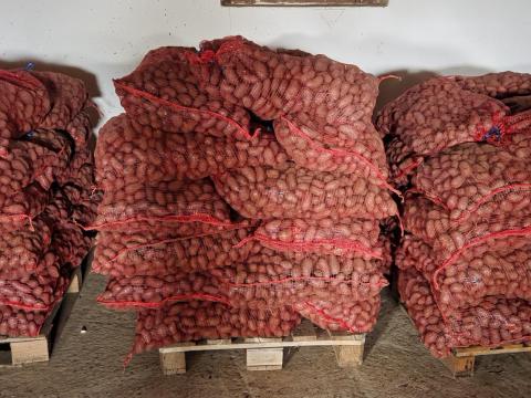 Elite fehér címkés vetőgumóról Démon vetőburgonya eladó