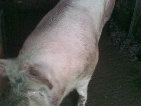 Hízó sertés eladó