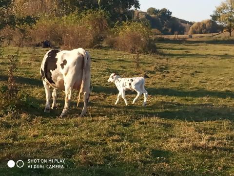 Állatgondozó,  fejős munkát keresek