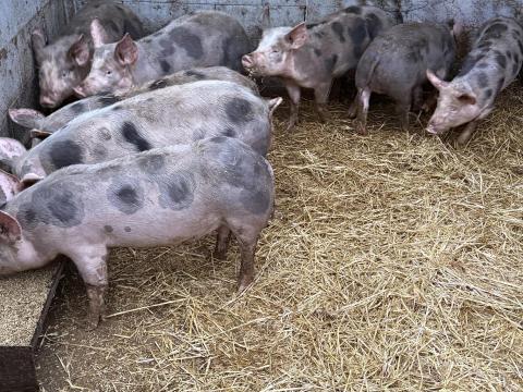 Fajtatiszta Pietrain süldő sertések eladók Fajtatiszta Pietrain süldő sertések eladók