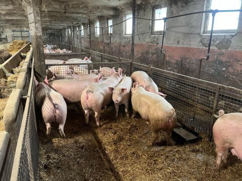 Hízók eladóak Békés megye Hízók eladóak Békés megye