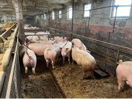 Hízók eladóak Békés megye