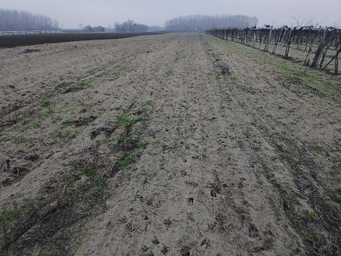 Eladó szántóföldek Csongrád külterületén